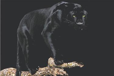 Poster - Black panther Enmarcado de cuadros
